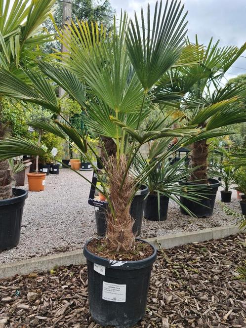 Palmboom Trachycarpus Wagnerianus, Jardin & Terrasse, Plantes | Arbres, Palmier, Ombre partielle, Enlèvement