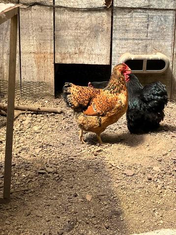 Kriel kippen, Femelle, Poule ou poulet