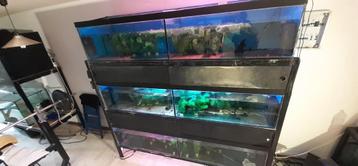 aquarium stelling 6 aquaria beschikbaar voor biedingen