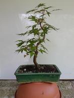 2 x Acer palmatum voor Bonsai, Ophalen