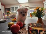 Maltezer kruising. MALTIPOMS  huiselijke sfeer, Dieren en Toebehoren, Honden | Chihuahua's en Gezelschapshonden, België, Maltezer