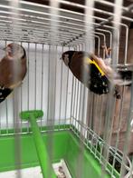 Klein Distelvink, Ophalen