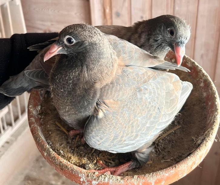 Koppel jonge duiven, Dieren en Toebehoren, Vogels | Duiven, Postduif, Geslacht onbekend