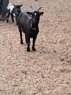 Dwerggeit mieke, Dieren en Toebehoren, Schapen, Geiten en Varkens, Geit