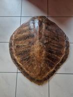Grande Carapace de tortue, Antiquités & Art, Enlèvement