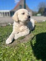 Golden retriever pups, Dieren en Toebehoren, Honden | Retrievers, Spaniëls en Waterhonden, Golden retriever, België, Reu, CDV (hondenziekte)