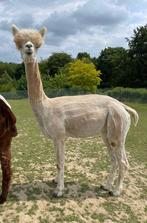 Mooie jonge alpaca merrie, Vrouwelijk