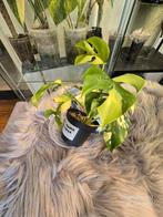 Monstera Tetrasperma/Minima Mint, Ophalen of Verzenden