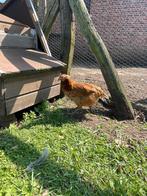 Jonge Araucana hen bruin, Dieren en Toebehoren, Pluimvee, Vrouwelijk, Kip