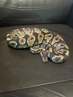 Ball python, Dieren en Toebehoren, Slang, 0 tot 2 jaar