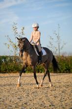 Mega knappe Welsh dressuurpony, Poney de dressage, L, Poney D (1.37 m à 1.48m), Vermifugé