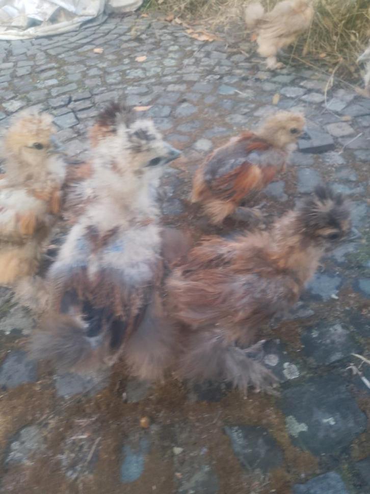 Zijdehoender kuikens, Dieren en Toebehoren, Pluimvee, Kip, Geslacht onbekend