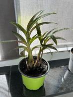 Ledebouria plantjes, Huis en Inrichting, Kamerplanten, Ophalen, Vetplant, In pot, Minder dan 100 cm