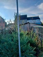 Sequoia Mammoetboom, Tuin en Terras, Planten | Bomen, Ophalen