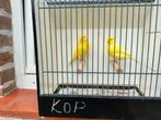 Gele kleur kanaries 8, Dieren en Toebehoren, Vogels | Kanaries
