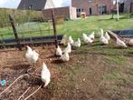 Broedeieren poule de bresse, Dieren en Toebehoren
