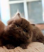 ERNEST OF THE KITTY FARM, Dieren en Toebehoren, Katten en Kittens | Raskatten | Korthaar, Kater, Gechipt, 0 tot 2 jaar