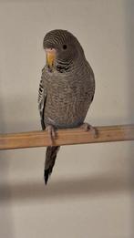 Bf en split bf, Dieren en Toebehoren, Vogels | Parkieten en Papegaaien