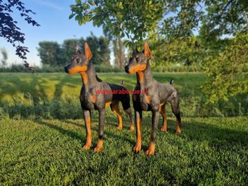 Dobermann  Mechelaar  Duitse-dog  Fox  Shih- Ztu  Dalmatiër  beschikbaar voor biedingen
