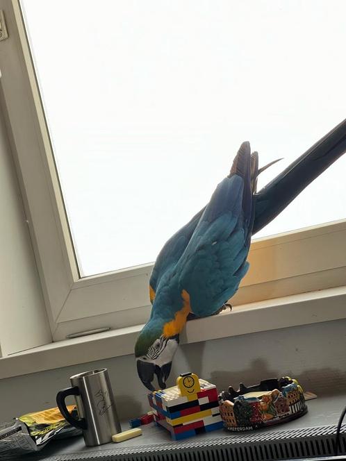 hand taamm Ara van 2023, Dieren en Toebehoren, Vogels | Parkieten en Papegaaien, Papegaai, Vrouwelijk, Tam