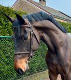 Gezocht springpaarden, Dieren en Toebehoren, Paarden