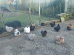 Broedeieren cochin kriel, Dieren en Toebehoren, Pluimvee