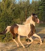 Hongre 2017, Ruin, L, Recreatiepaard, Gechipt