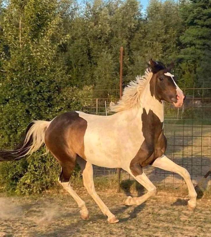 Hongre 2017, Dieren en Toebehoren, Paarden, Ruin, L, Recreatiepaard, Gechipt, Ontwormd, Ingeënt