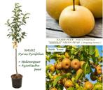 NASHI 1-JARIG SPIL 50/+cm: 7,5€/st (DUO KRUISBESTUIVERS 15€), Vaste plant, Fruitplanten, Ophalen of Verzenden, Lente