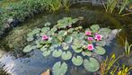 Grote roze waterlelieplant, verlaagde prijs, Tuin en Terras, Ophalen