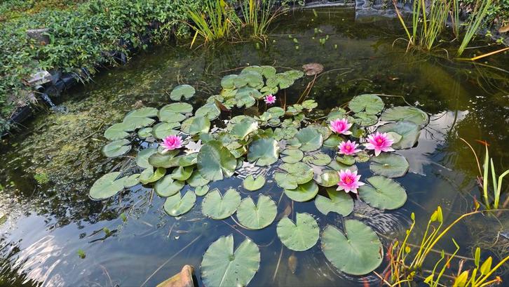 Grote roze waterlelieplant, verlaagde prijs, Tuin en Terras, Vijvers, Ophalen