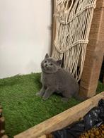 Britse korthaar kittens, Meerdere dieren, Gechipt, 0 tot 2 jaar