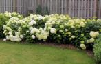 Sneeuwbal hortensia Annabelle  jonge planten, Tuin en Terras, Ophalen