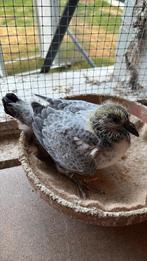 Jonge duif 2025, Dieren en Toebehoren