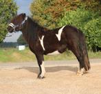 Super gave grote maat zwartebonte shetlander ruin, Dieren en Toebehoren, Pony's