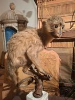 Antiek vintage taxidermie opgezette aap taxidermy, Ophalen of Verzenden, Zo goed als nieuw, Wild dier, Opgezet dier