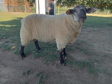 70 kg mannelijke schapen te koop  beschikbaar voor biedingen