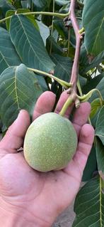 gigantische walnotenbomen, Tuin en Terras, Planten | Fruitbomen, Ophalen