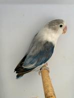 Euwing bont x bonte fisheri, Dieren en Toebehoren, Meerdere dieren, Dwergpapegaai of Agapornis, Geringd
