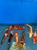 Zomerpromotie!! Japanse koi 30-35cm, Karper of Koi