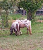 fewspot appaloosa hengst veulen, Dieren en Toebehoren, Hengst, Gechipt, 0 tot 2 jaar