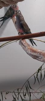 Roze bourke, Dieren en Toebehoren, Geslacht onbekend, Geringd
