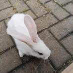 Mooie Duitse Reuzen .