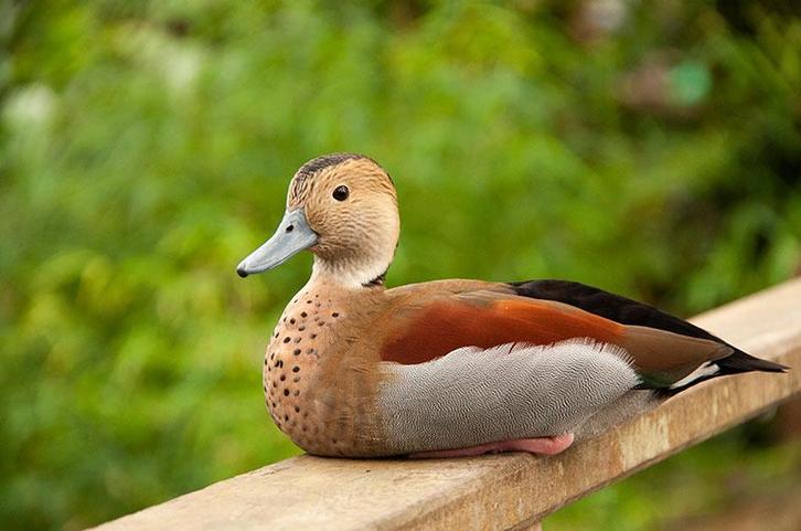 Roodschouder talings, Dieren en Toebehoren, Pluimvee, Eend, Meerdere dieren