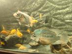Flowerhorn, Dieren en Toebehoren, Vissen | Aquariumvissen
