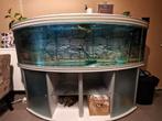 Aquarium met roofvissen, Enlèvement, Comme neuf, Aquarium d'eau douce rempli