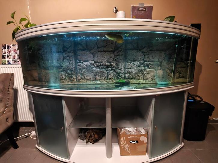 Aquarium met roofvissen, Animaux & Accessoires, Poissons | Aquariums & Accessoires, Comme neuf, Aquarium d'eau douce rempli, Enlèvement