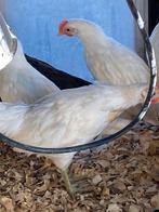 Gratis 2 witte hanen, Mannelijk, Kip