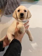 Chiots labrador blonds/blancs, Animaux & Accessoires, Labrador retriever, Plusieurs, Belgique, Plusieurs animaux