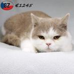 Britse Korthaar Bicolor - katertjes te koop, Dieren en Toebehoren, Kater, Gechipt, 0 tot 2 jaar